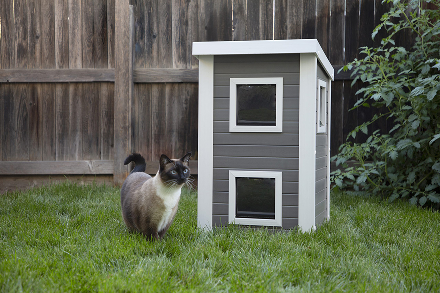 cat and cat house