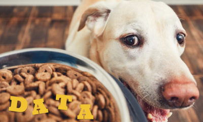 photo of dog and dog food