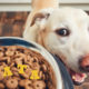 photo of dog and dog food