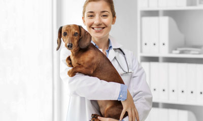 lady-veterinarian-carrying-dog