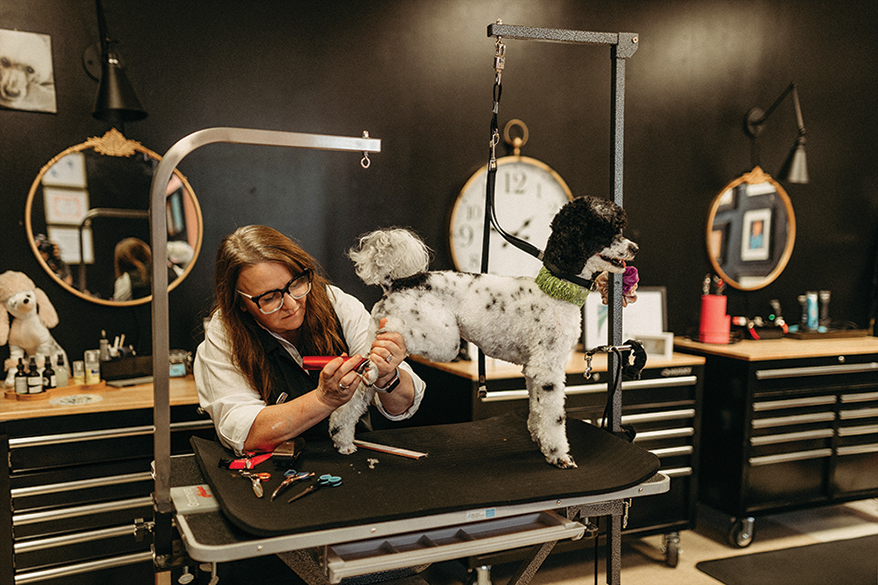 Kim Kier’s Moyen Poodle gets regular pampering at Little Barks Grooming and Boutique.