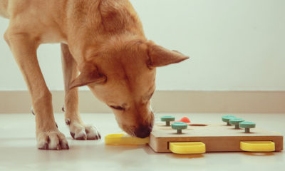 dog-paly-with-puzzle