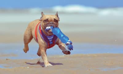 dog-on-beach