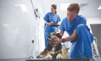 PPVD_Veterinary_Image_ID_591156eb1a96