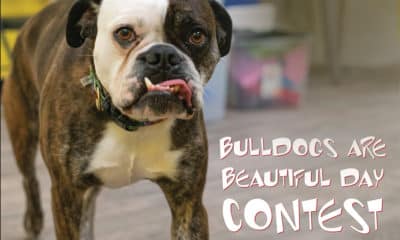Current store mascot Pork Wonton promotes Dog Krazy’s annual Bulldogs Are Beautiful contest.