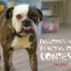 Current store mascot Pork Wonton promotes Dog Krazy’s annual Bulldogs Are Beautiful contest.
