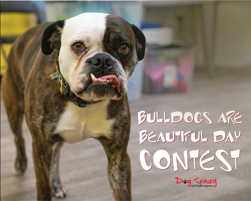 Current store mascot Pork Wonton promotes Dog Krazy’s annual Bulldogs Are Beautiful contest. 