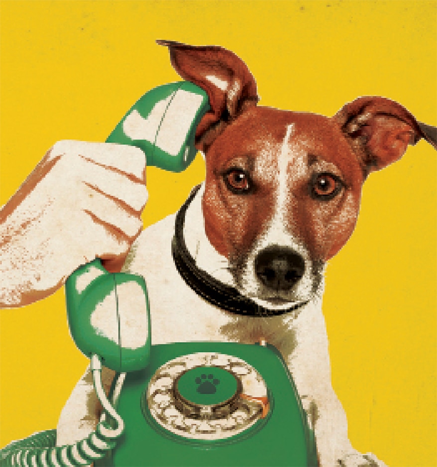 dog-on-phone