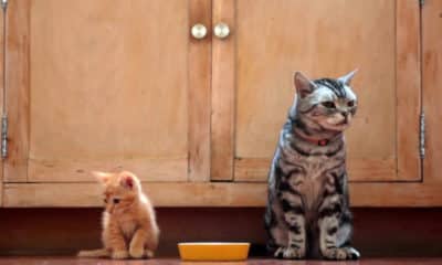 Friskies® and BuzzFeed Reboot 'Dear Kitten' Hit Video Series after Nearly a Decade