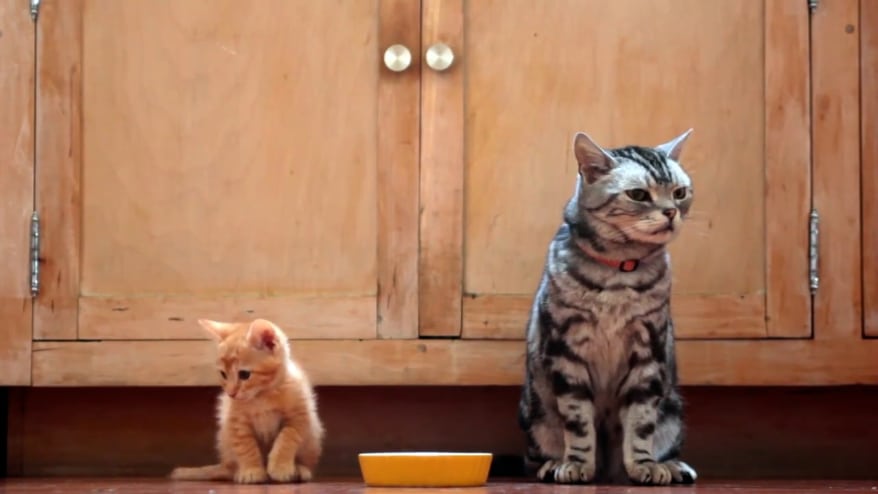 Friskies® and BuzzFeed Reboot 'Dear Kitten' Hit Video Series after Nearly a Decade