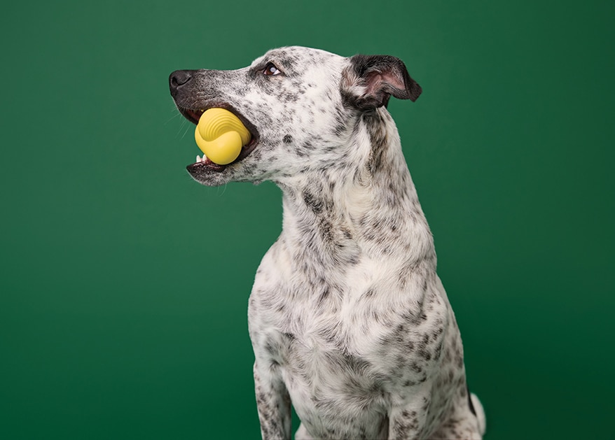 Dog Ball Treat Dispensing Dog Toy Rubber Dog Puzzle Toy~Tough Dog Treat  Ball~nib