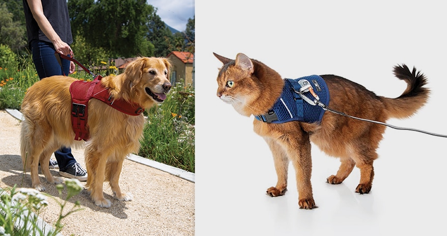 A Calming Vest for Dogs & Cats, Cookies from a Fellow Indie, Plus More New & Notable Products for Your Pet Store [Photo Gallery]