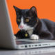 cat-reading-on-laptop