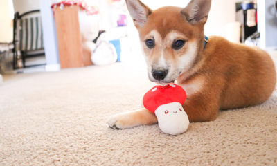 dog and toy