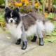 Pomeranian wearing dog boot leggings