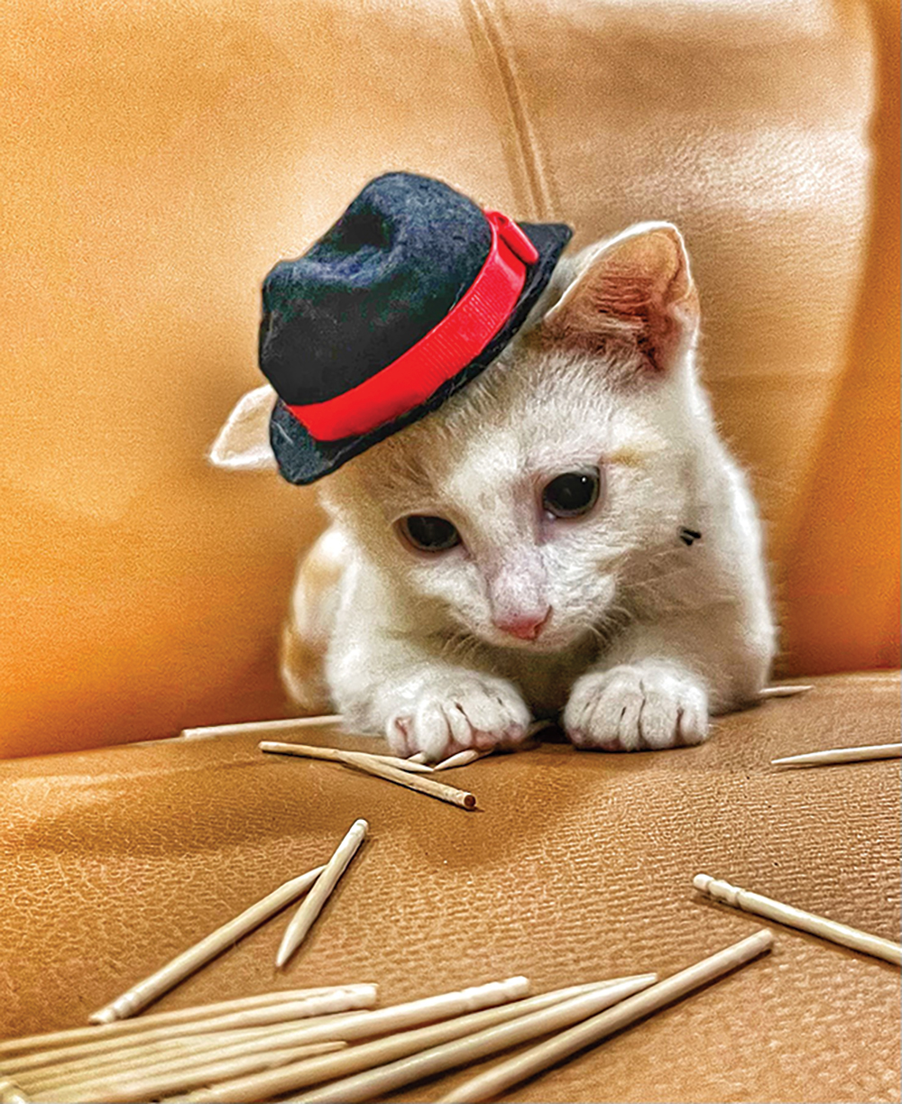 Meet 40 of the Coolest Store Cats