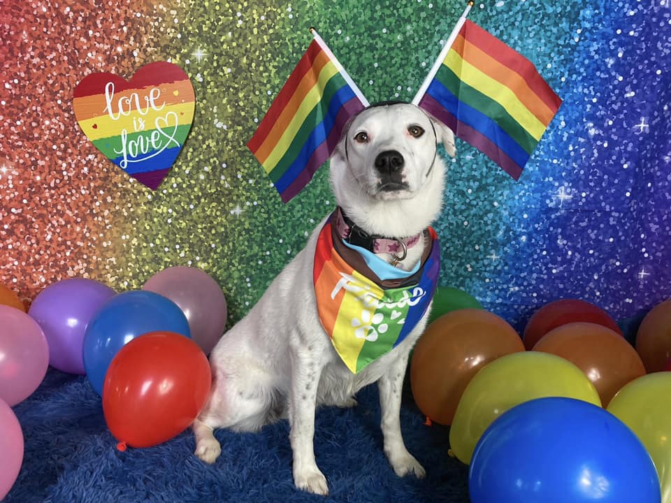 How Indie Pet Businesses Celebrate Pride Month 2024