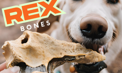 Pet Retailers and Brands Get Silly on April Fool’s Day