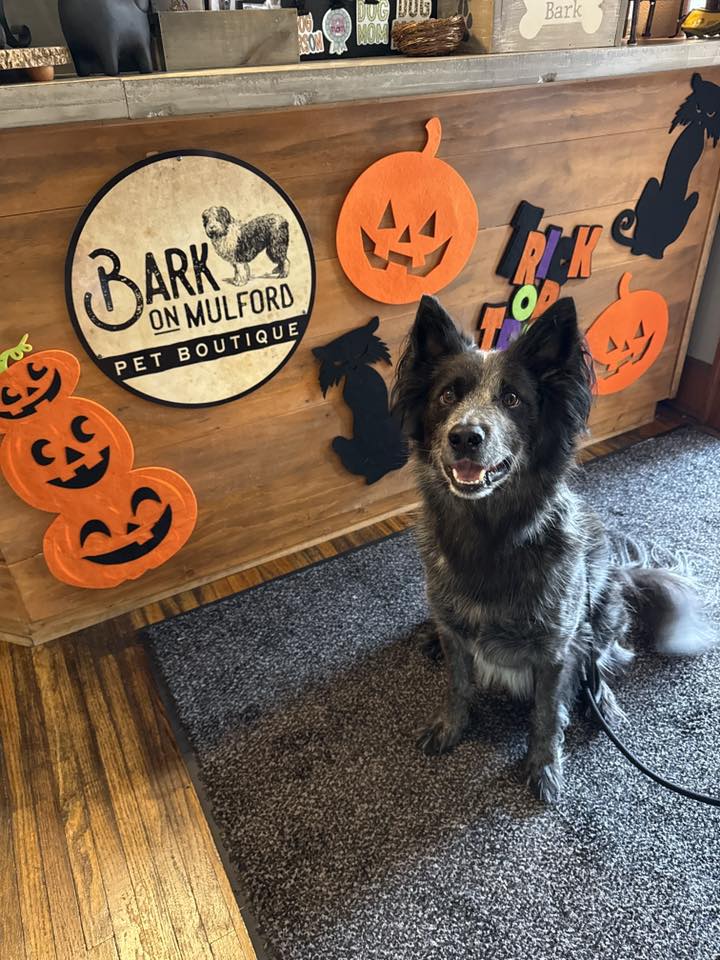 Potion Stations, Sniffari Graveyards, BYO Monster Bar and More Halloween Fun at Indie Pet Stores
